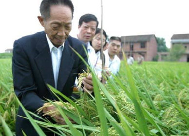 袁隆平超級(jí)雜交水稻畝產(chǎn)1149.02公斤，破世界紀(jì)錄！